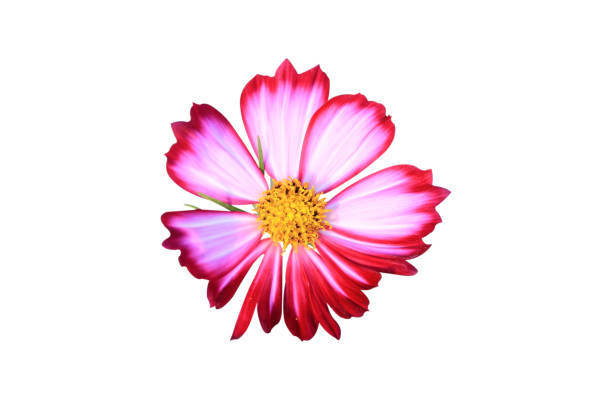 istock pink cosmos flower isolated on white background with clipping path. 1491892711