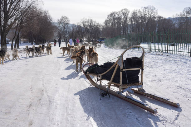 Terelj National Park,Ulaanbaatar,Mongolia 13 January 2023 : The nearest available place for dog sledding is on the river of Terelj in Terelj National Park. It takes just an hour to reach the dog sledding camp from Ulaanbaatar.