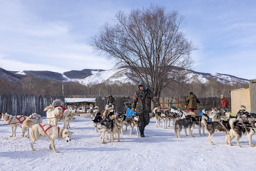 Terelj National Park,Ulaanbaatar,Mongolia 13 January 2023 : The nearest available place for dog sledding is on the river of Terelj in Terelj National Park. It takes just an hour to reach the dog sledding camp from Ulaanbaatar.