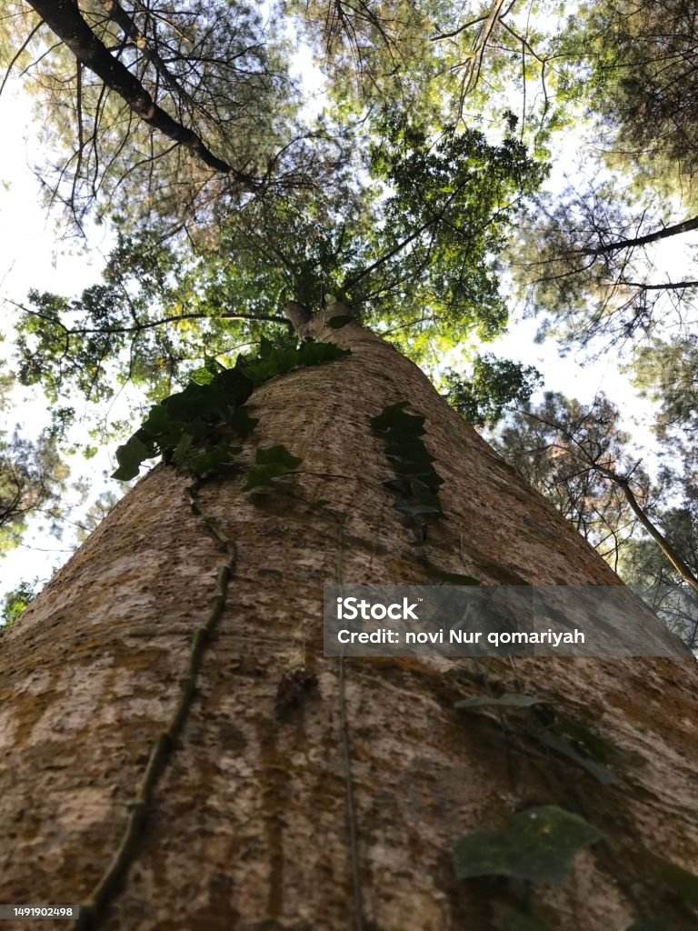 Abstract Tree Bottom A Very Big Tree From Bottom View Stock Photo - Download Image Now ...