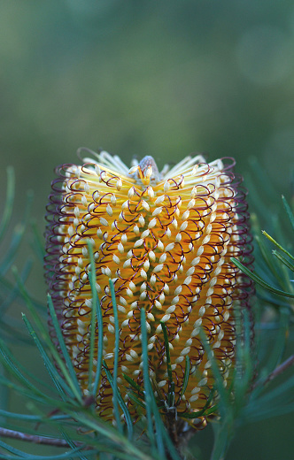 Close up of flowers and inflorescence of Australian native Hairpin Banksia, Banksia spinulosa, Family Proteaceae, in Sydney Woodland, NSW. Endemic to open forest and woodland of east coast Australia. Popular cultivar is Birthday Candles