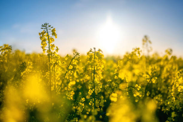 istock Rapeseed plants growing in the sunshine on a field 1491904161