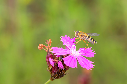 Syrphus ribesii - Hoverfly resting on Carthusian pink - Dianthus carthusianorum