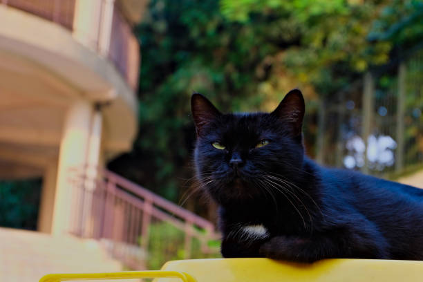 istock an adorable black cat is sitting in the yard 1491949173