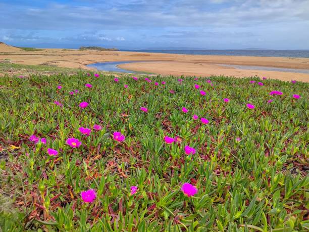 istock Wild Flowers On The Beach 1491952475