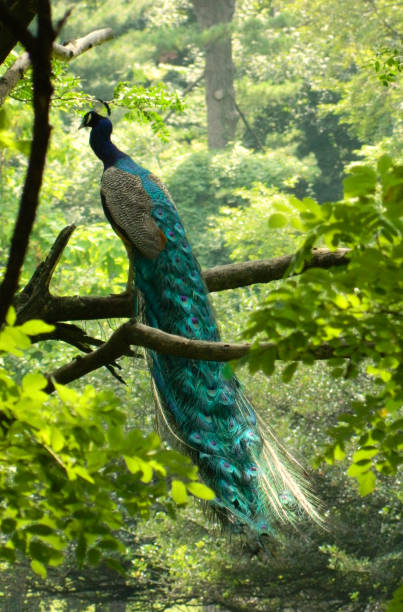 istock Peacock sitting on a tree branch with beautiful open feathers 1491952492