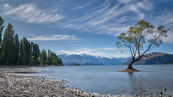 Wanaka Tree, the famed willow tree, growing in Roys Bay with the snow-capped Mount Alta in the background during March