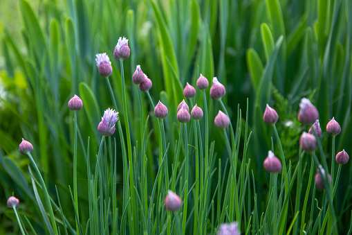Rich purple chive flowers in blossom. Purple chives flowers growing in the herb garden