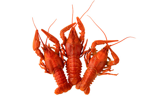 Three red boiled crayfish on a white square plate isolated on black background