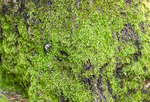 Close up of a green moss