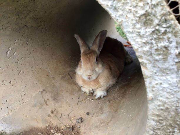 istock Cute Bunny is Relaxing in the Hallway 1491964540