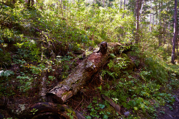 istock Dense forest on a summer day. The thick trunk of an old tree 1491965342