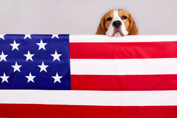 cane beagle vicino alla bandiera americana. buon giorno della memoria degli stati uniti. 4 - dog patriotism flag politics foto e immagini stock