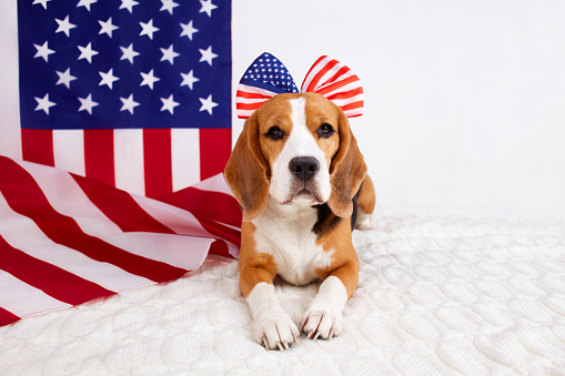 A cute beagle dog lies next to the American flag. 4 July Independence Day. Happy USA Memorial Day.