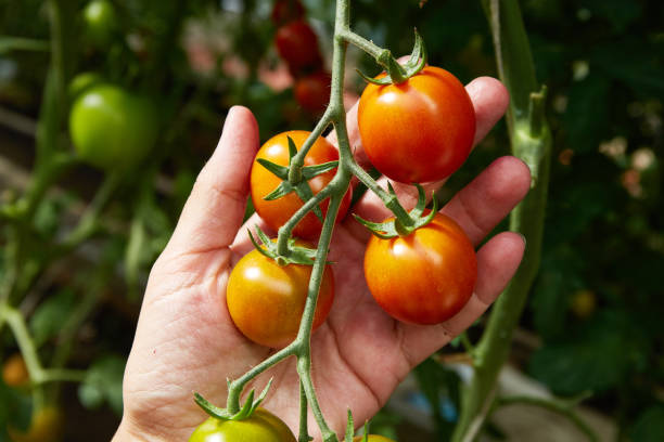 istock A branch of ripe tomatoes in a woman's hand. 1491965486