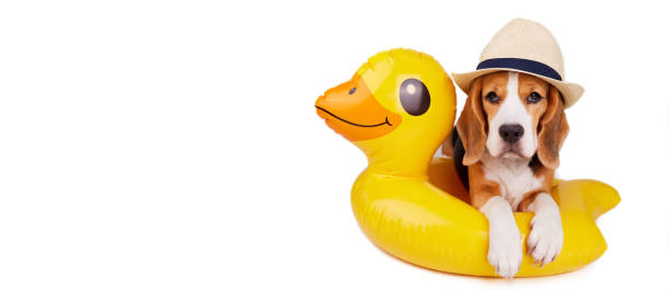 A beagle dog in a straw hat and an inflatable floating circle in the shape of a duckling on a white isolated background. A beagle dog in a straw hat and an inflatable floating circle in the shape of a duckling on a white isolated background. Summer holidays. Copy space. Banner duck inflatable ring inflatable swimming pool stock pictures, royalty-free photos & images