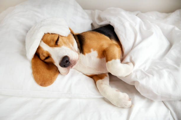 istock A beagle dog is lying on a pillow on the bed under a blanket and sleeping. 1491965571