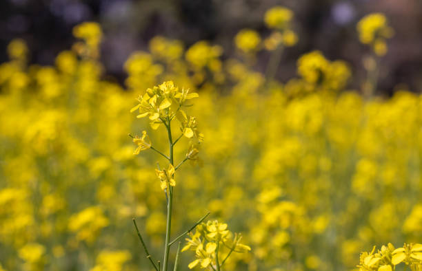 istock Mustard Flowers on Its Plant with Selective Focus in Mustard Field 1491965802