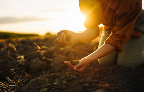 istock Hand of expert farmer checking soil quality before sowing 1491966338