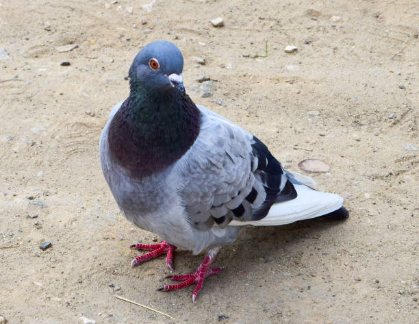 istock Pigeon close up standing on the ground 1491970495