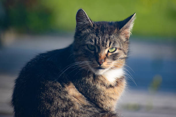 istock Gray cat looking at the camera on a blurred background 1491970510
