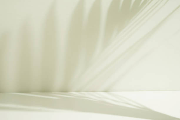 istock Abstract blurry palm leaf on white room. Minimalist interior for display product 1491970582