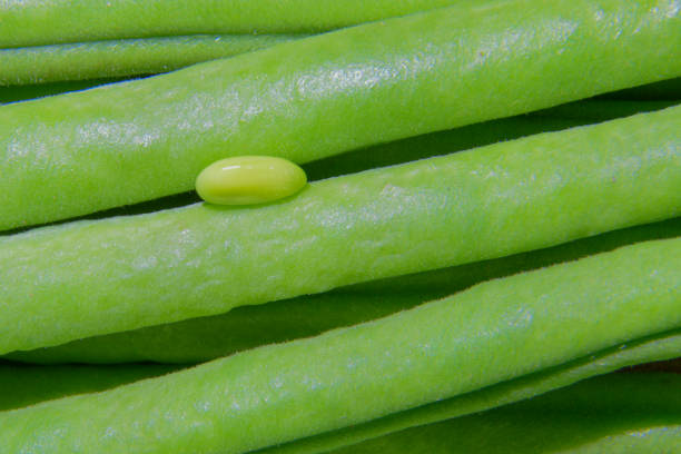 Isolated green beans closeup macro