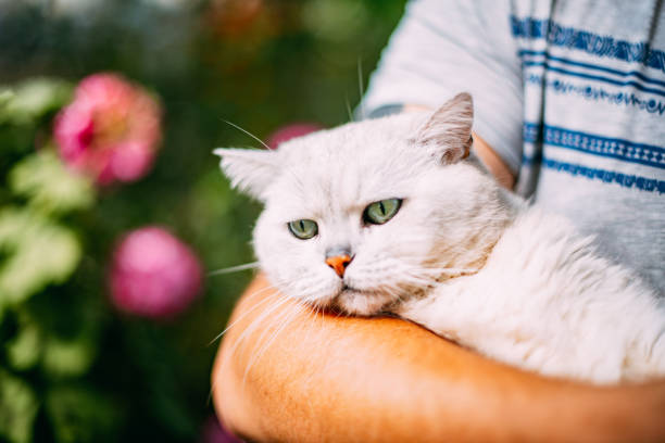 Beautiful British Shorthair Cat on Owner's Lap