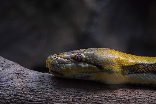 Python sebae, commonly known as the Central African rock python, is a large, nonvenomous snake of Sub-Saharan Africa. Masai Mara National Reserve, Kenya.