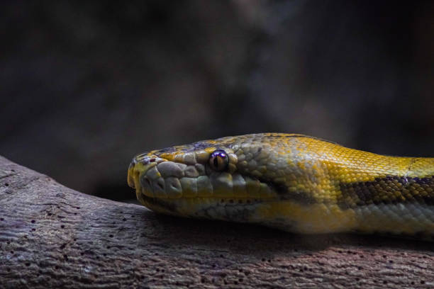 Reticulated python Reticulated python is a kind of snake from the Pythonidae tribe which is large and has the longest body size among other snakes reticulated python stock pictures, royalty-free photos & images