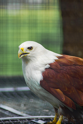 The Bondol Eagle is a species of bird of prey in the Accipitridae family