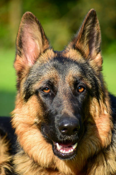 istock German shepherd portrait close up 1491980255