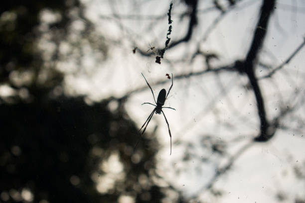 istock Silhouette of a spider in a web 1491980678