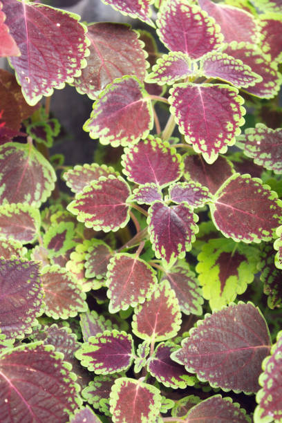 Leaves of the coleus plant, Plectranthus scutellarioides Leaves of the coleus plant, Plectranthus scutellarioides in the garden coleus plant plectranthus scutellarioides close up stock pictures, royalty-free photos & images