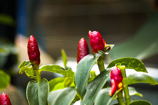 Pacing pin (Costus spicatus) is a medicinal plant belonging to the Intersection (Zingiberaceae) tribe.