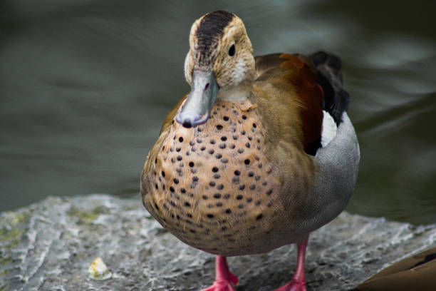 Mandarin duck The mandarin duck is a medium-sized duck that is related to the North American Wood Duck grey teal duck stock pictures, royalty-free photos & images