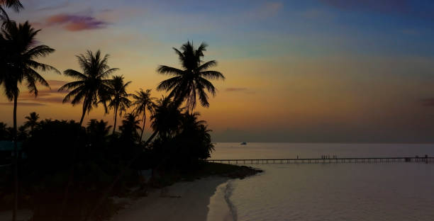 istock Summer tropical with colorful theme as palm trees on the beach background 1491985466