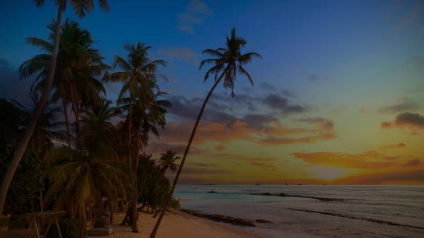 istock Summer with colorful theme as palm trees background as texture frame background 1491985579