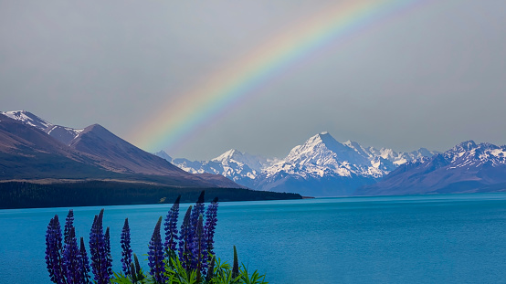 The landscape view with rainbow on the sky  and lupine blossom at Mount Cook as lake pukaki, New Zealand