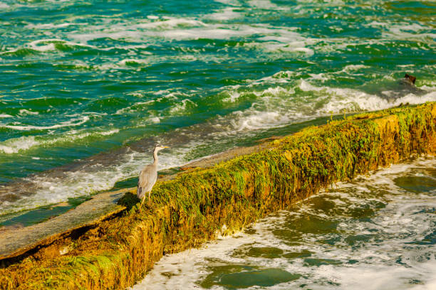 Heron on the dam. Waves on surface of water
