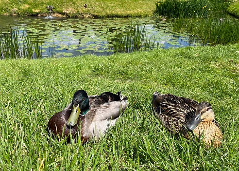 Sitting ducks