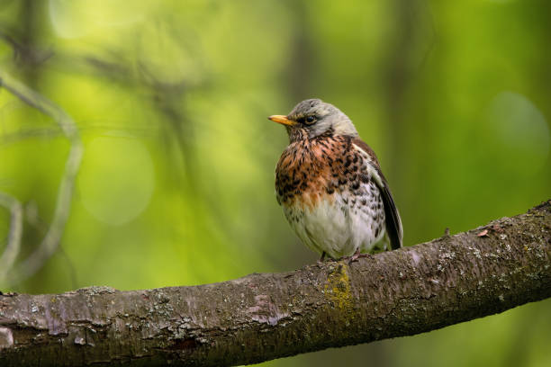 istock Portrait of fieldfare (Turdus pilaris) 1491986982