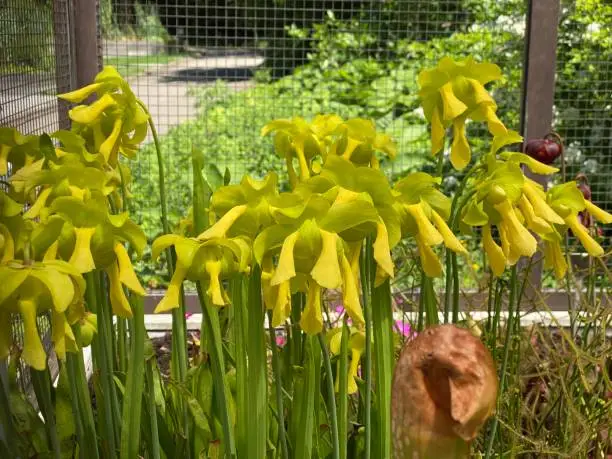 Yellow pitcherplant (Sarracenia flava), Yellow pitcher plants, Gelbe Schlauchpflanze or Planta carnívora amarilla (The Botanical Garden of the University of Zurich)