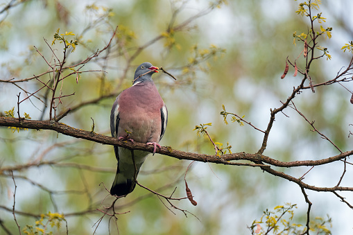 Wood pigeon (Columba palumbus) sitting on a branch