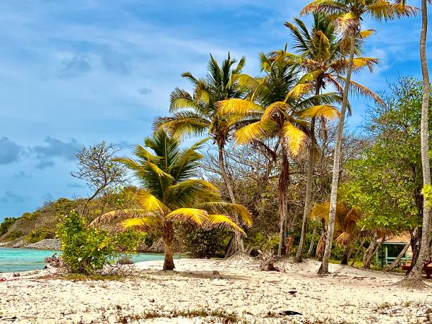 istock A Private Secluded Cove on Palm Island 1491990428