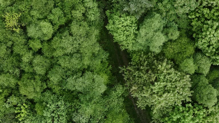 View from a drone of a dirt road in woodland