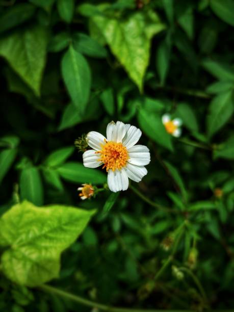 istock Defocused abstract background of a white flower. 1491995462
