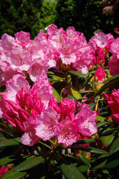 istock Pink Rhododendron in Full Bloom Macro Focus Stacked 1491995845