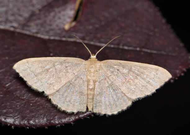 istock Common tan wave moth (Pleuroprucha insulsaria) male on Loropetalum leaves at night, dorsal view. 1491995897