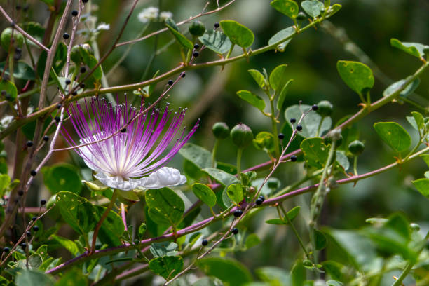 istock Caper Bush or Flinders Rose or Capparis spinosa delicate flowers close-up 1491997532
